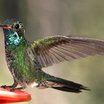 Broad-billed Hummingbird